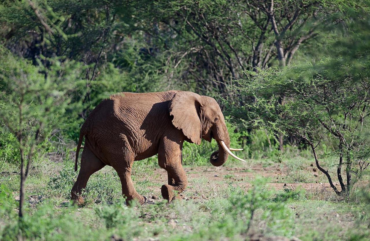 Severin Safari Camp Tsavo West National Park Kültér fotó